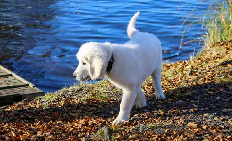 Cachorro de pastor Tatra