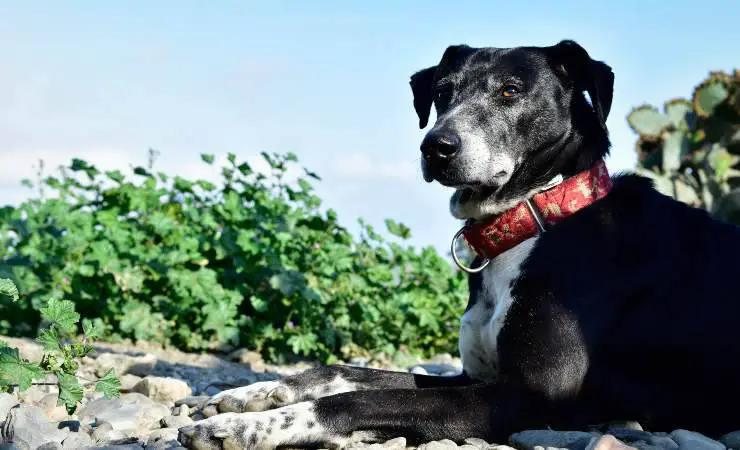 perro pastor mallorquín