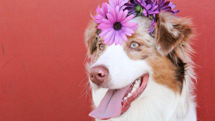 Qué darle de comer a tu perro en primavera Alimentar al perro en primavera.