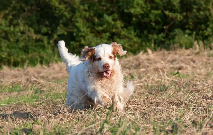 perro de aguas