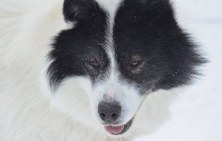 perro esquimal canadiense