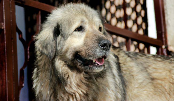 perro pastor de Ciarplanina