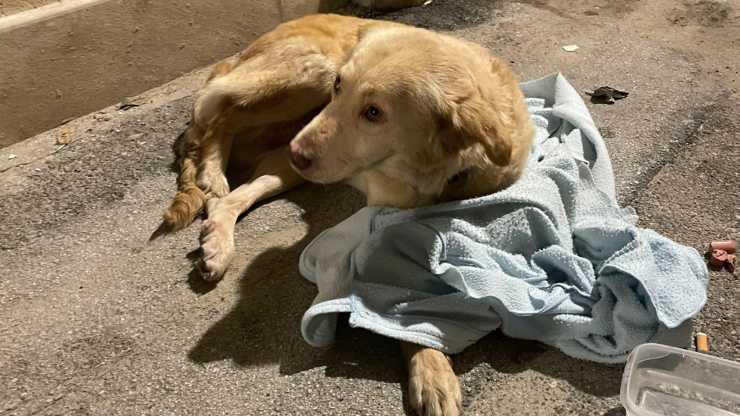 perro salta desde el tercer piso