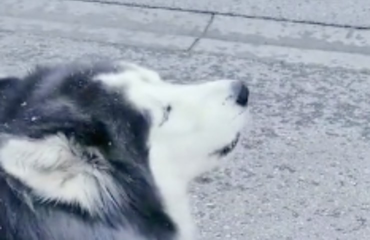 Cachorro de perro ambulancia advierte