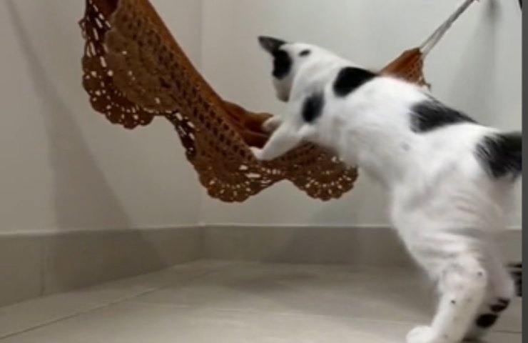 cachorro gato escalar hamaca