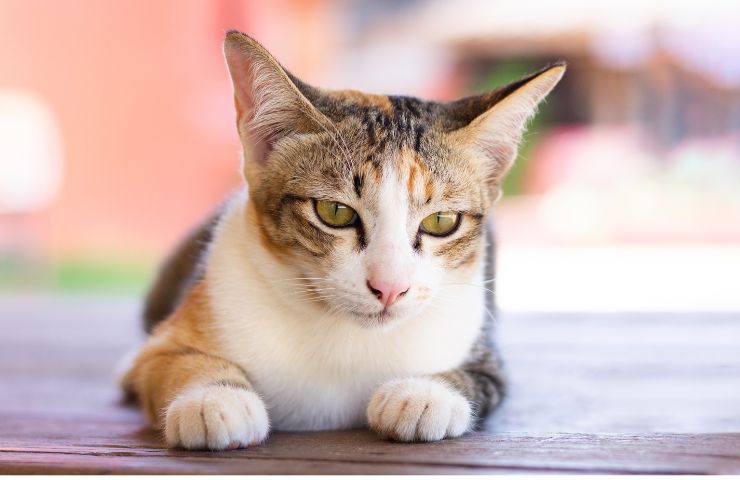 carbón activado gato