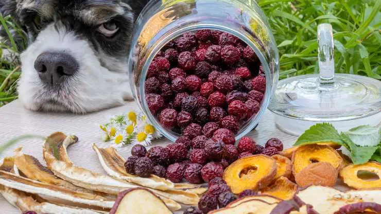 chips de frutas para perro