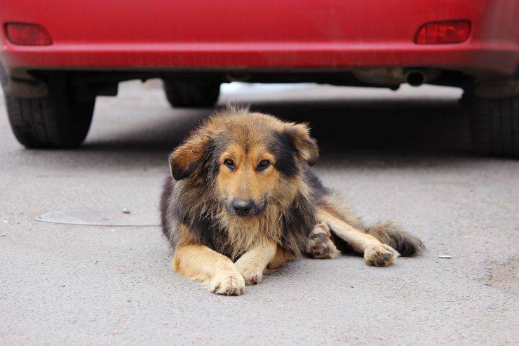 perro callejero con un abrigo peludo tirado al lado de un auto rojo en el asfalto Colisión entre perro y vehículo: supuesta corresponsabilidad entre el dueño del animal y el conductor