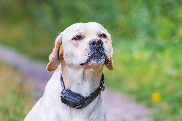 Un ejemplo de Labrador con collar eléctrico Collar eléctrico para el perro: ¿de qué delito es responsable el dueño?