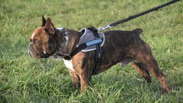 Cómo acostumbrar a tu perro al arnés