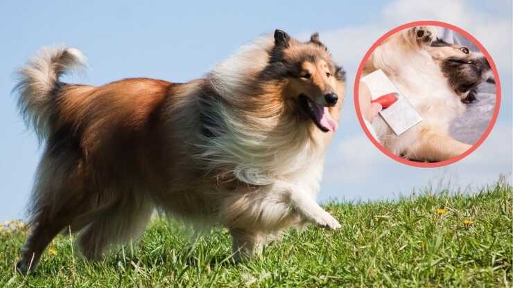 perro cepillo