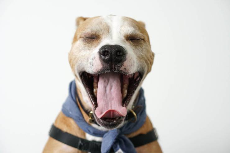 Cómo cepillar los dientes de tu perro Cómo cepillar los dientes de tu perro