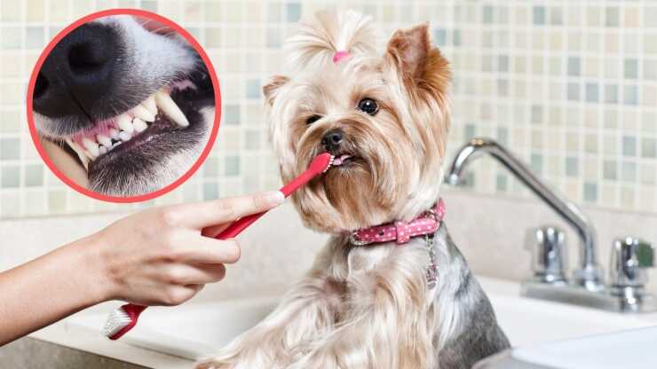 Cómo cepillar los dientes de un perro