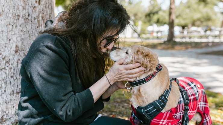 disculparse con el perro