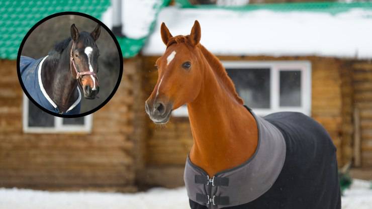 caballos con manta