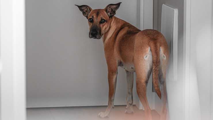correas de perro