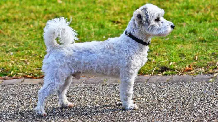 enseñar al perro a ponerse de pie