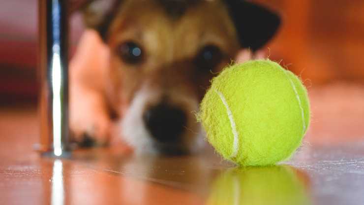enseñar al perro a buscar cosas