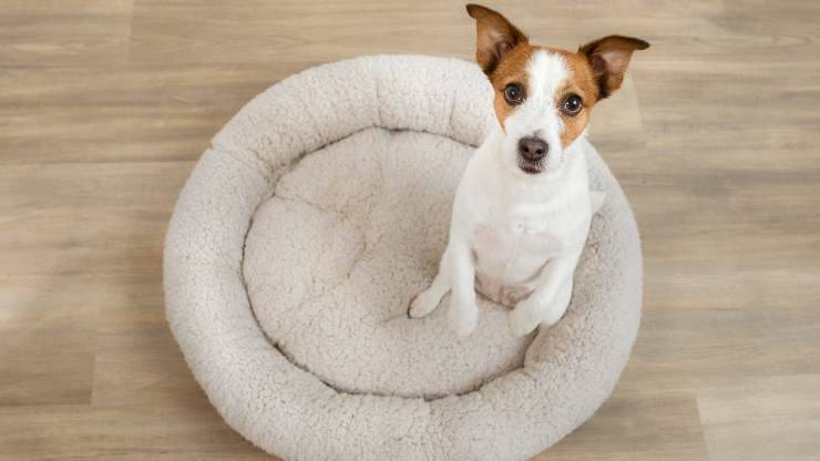 como enseñar a un perro a dormir