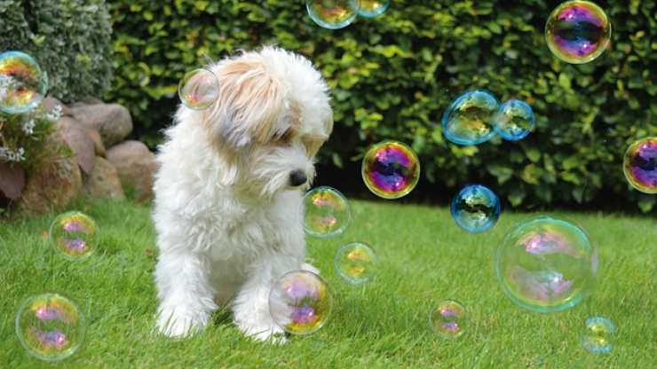 como hacer que el perro juegue con burbujas