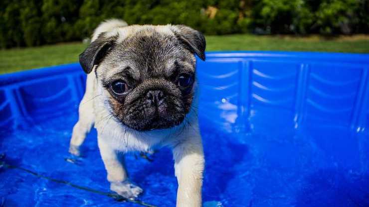 piscina para perros