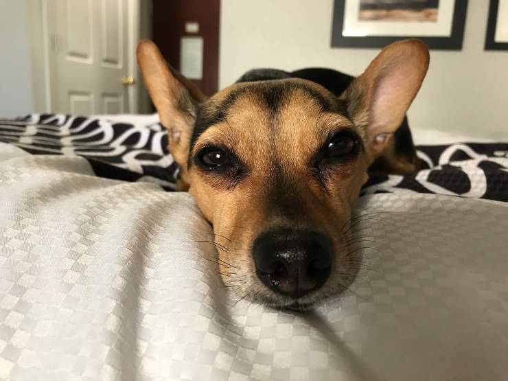 Cómo no dejar que el perro se aburra en casa Cómo no dejar que el perro se aburra en casa