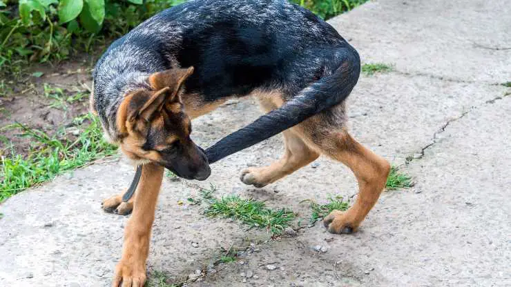 Causa comportamiento repetitivo del perro.