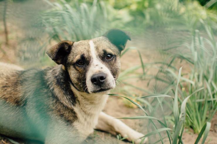 Convulsiones epilépticas en perros. Convulsiones epilépticas en perros.