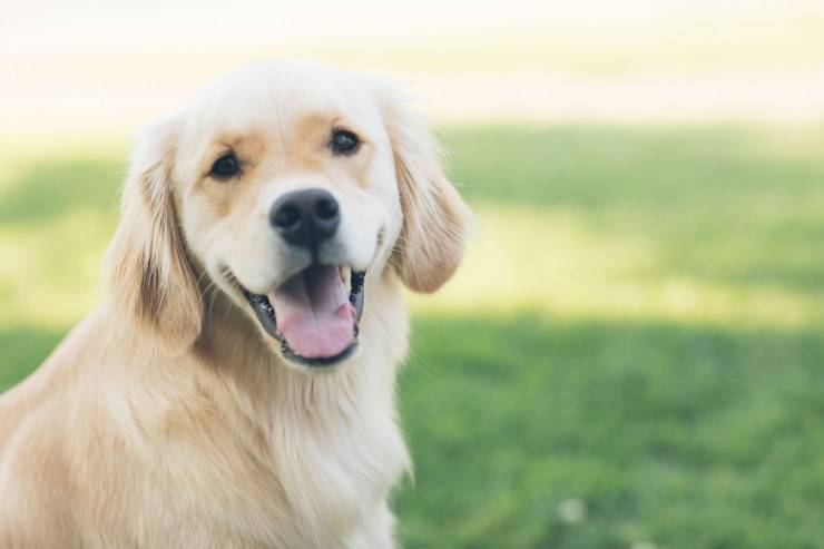 Croquetas para perros con carne y verduras Croquetas para perros con carne y verduras