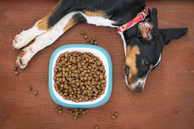 Croquetas prensadas en frío para perros Croquetas prensadas en frío para perros