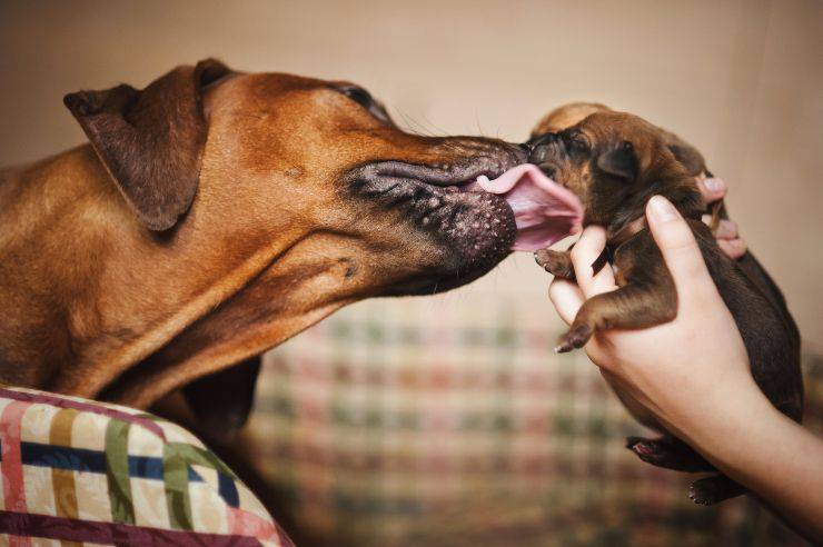 Perro madre lame a su cachorro sostenido por una persona Cuándo se puede separar a los cachorros de su madre: lo que establece la ley