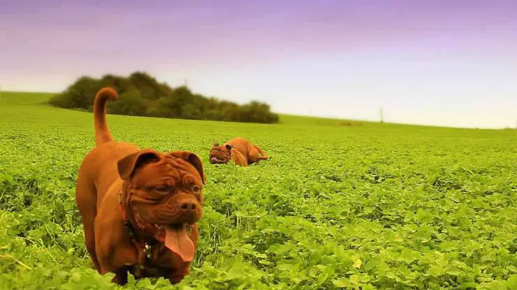 Cómo cuidar el pelaje del Dogo de Burdeos Cura del pelo del Dogue de Bordeaux