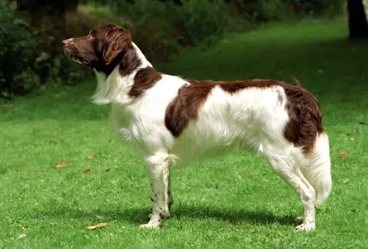 Perro de aguas holandés de Drent