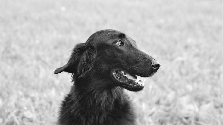 Perro perdiguero de pelo plano