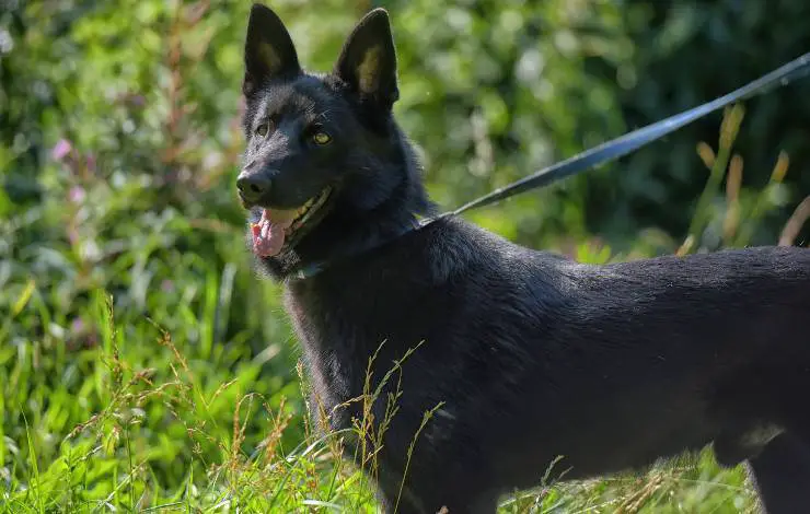perro pastor croata