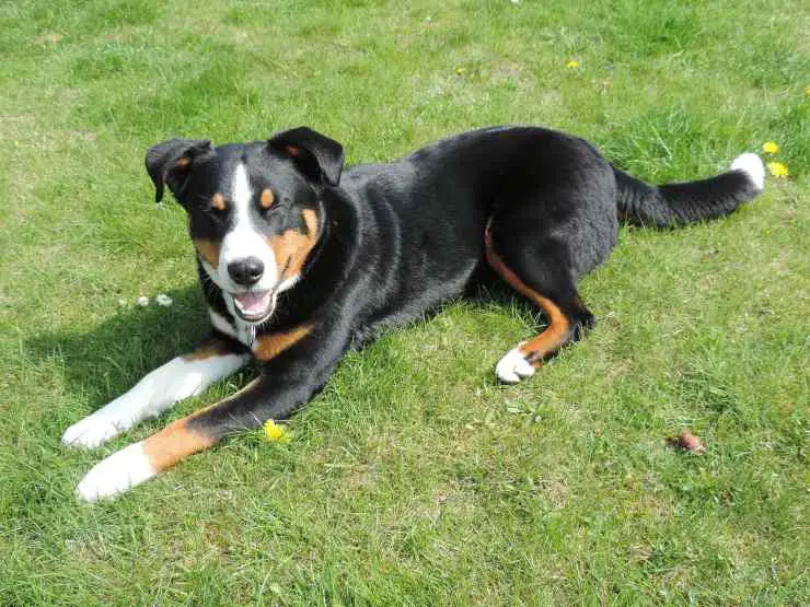 Perro de montaña de Appenzell