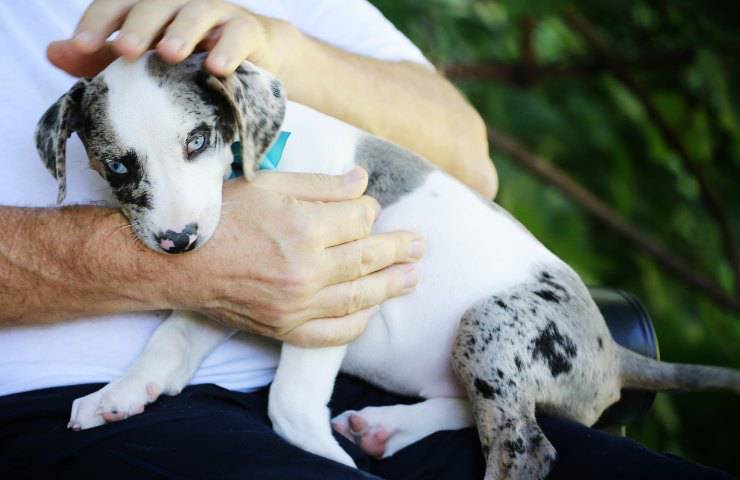 perros leopardo catahoula