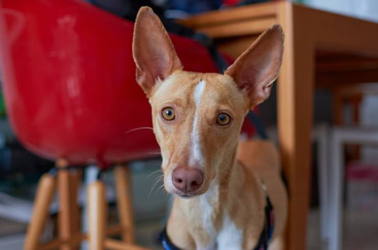 perro de los faraones
