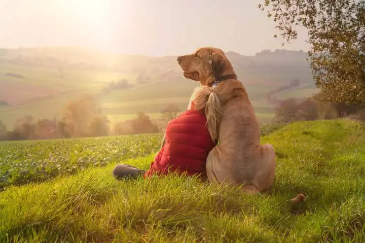 Qué saber sobre Broholmer Curiosidades de Broholmer