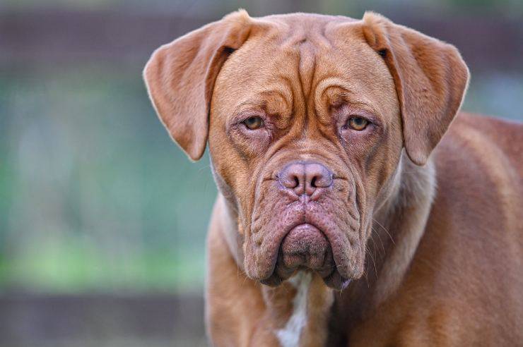 Adopta un Dogo de Burdeos