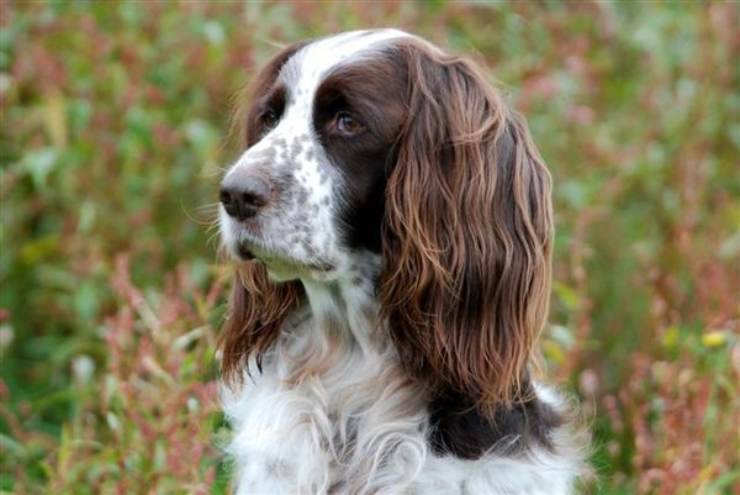 perro de aguas francés