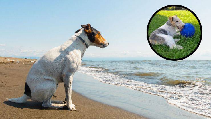 Curiosidades sobre el Fox Terrier: