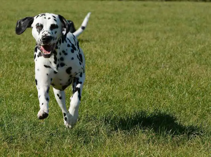 dalamta corriendo