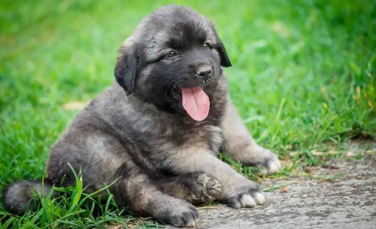 cachorro pastor charplanina