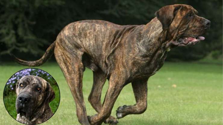 Curiosidades sobre la Fila Brasileiro