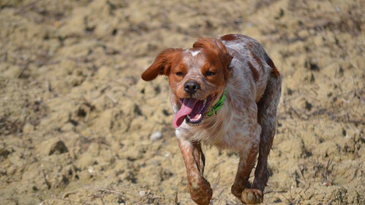 Qué come un Bretón Spaniel y todo sobre su alimentación Nutrición del spaniel bretón