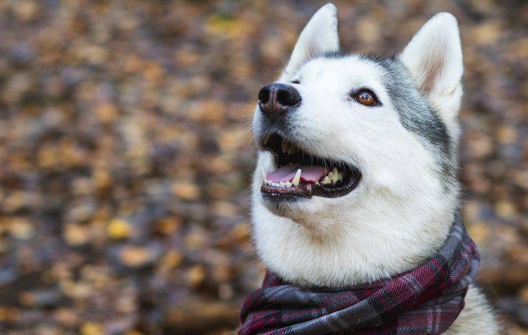 perro esquimal canadiense