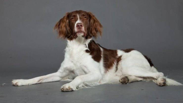 Datos sobre el Drent Dutch Spaniel