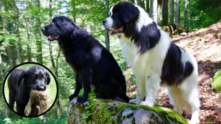Tutto sul Flat Coated Retriever Curiosidad sobre el Flat Coated Retriever