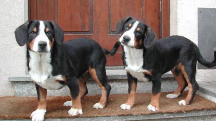 ¿Qué come un Boyero de Entlebuch? Alimentación del perro de montaña de Entlebuch